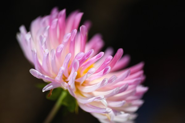 Dahlia Petal Ends  by Joy Watson